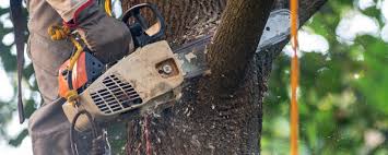 How Our Tree Care Process Works  in  Carteret, NJ