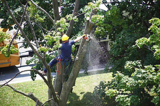 Professional Tree Care in Carteret, NJ